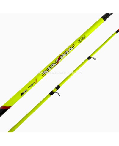 Canna Kolpo Maxima Bolentino