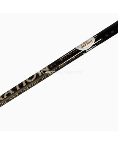 Canna Bad Bass Celebration Squared